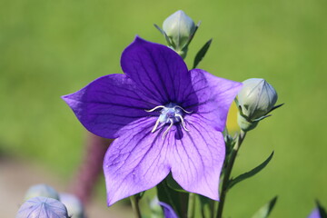 Sweden. Patycodon grandiflorus is a species of herbaceous flowering perennial plant of the family Campanulaceae, and the only member of the genus Platycodon. 