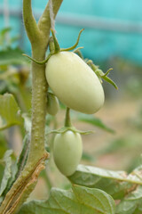 green unripe Tomato, Green tomatoes plantation. Organic farming, young unripe tomato plant growth in greenhouse, Fresh green unripe tomatoes growing in the garden, Vegetable plantation with tomatoes