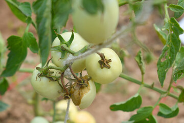 green unripe Tomato, Green tomatoes plantation. Organic farming, young unripe tomato plant growth in greenhouse, Fresh green unripe tomatoes growing in the garden, Vegetable plantation with tomatoes