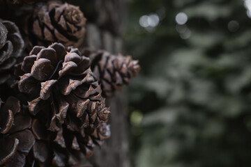 Pine cones with space for text background