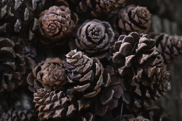 Pine cones background
