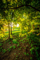 Fototapeta premium Sunrise in the village . Landscape in golden hour . Trees and grass , golden sunrise . Sunny morning . Forest with sun . Beautiful landscapes 