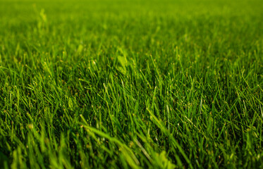 lawn close up, green grass background