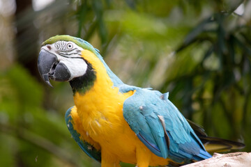 The blue and gold macaws forehead feathers are green. Wing feathers are blue with green tips; underwing coverts and breast are yellow-orange.