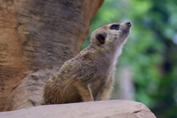 Fototapeta premium Portrait of a meerkat standing on a big rock