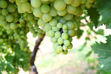Close up of grapes hanging on Vine, Hanging grapes. Grape farming. Grapes farm. Tasty green grape bunches hanging on branch. Grapes With Selective Focus on the subject, Chakwal, Punjab, Pakistan