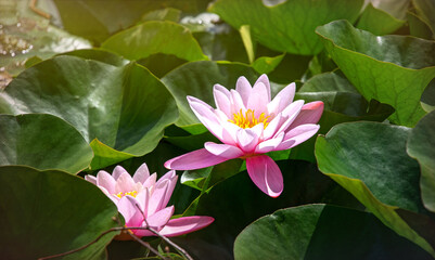 Lotus, pink water lilies flowers 
