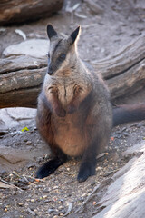 The southern Brush-tailed Rock-wallaby has a characteristic, long, dark tail that is bushier towards the tip.