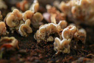 Mushrooms growing on the soil in the forest, close up