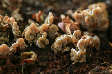 Mushrooms growing on the soil in the forest, close up