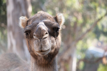 Fototapeta premium Camels are mammals with brown eyes, long lashes, a big-lipped snout and a humped back.