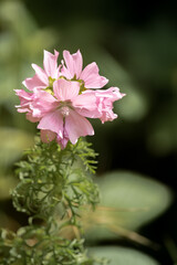 close-up of a beautiful pink wild Musk Mallow flowers (Malva moschata) growing wild, Wilts UK