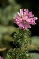 Obraz premium close-up of a beautiful pink wild Musk Mallow flowers (Malva moschata) growing wild, Wilts UK