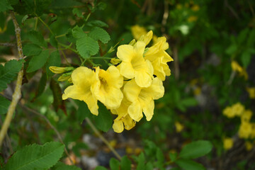 Yellow trumpetbush (Tecoma stans) Called Yellow bell or Yellow Elder Flower, trumpet flower, Beautiful bunch of yellow flowers closeup with green leaves Background, tecoma stans
