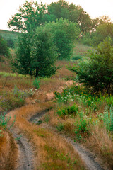 Forest view. Summer forest at morning . Beautiful trees  , mystery woods . View from the hill on forest , green tres and leafs . Summer morning in forest . Sunrise over the field and forest . Mystery 