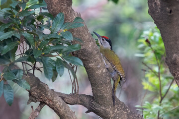 grey-headed woodpecker or Picus canus in Binsar in Uttarakhand, India