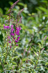 close-up of beautiful pink purple flowers of Fireweed (Chamaenerion angustifolium) also known as Rosebay willowherb