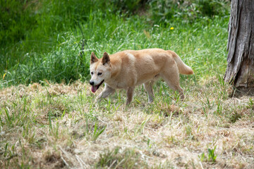 Dingos have a long muzzle, erect ears and strong claws. They usually have a ginger coat and most...