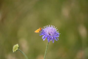 close-up of an Essex skipper butterfly (Thymelicus lineola) feeding on a field scabious (Knautia...
