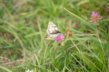 close-up of a Marbled White butterfly (Melanargia galathea) feeding on a pink flower