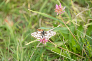 close-up of a Marbled White butterfly (Melanargia galathea) feeding on a pink flower