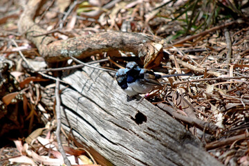 Male fairy wrens have rich blue and black plumage above and on the throat. The belly is grey-white and the bill is black.