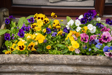 close-up of a border of multi-coloured Pansies (Viola tricolor var. hortensis) wild pansy, Johnny Jump up heartsease, heart's ease, heart's delight, tickle-my-fancy, love-in-idleness, pink of my john