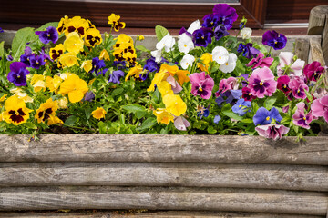 close-up of a border of multi-coloured Pansies (Viola tricolor var. hortensis) wild pansy, Johnny Jump up heartsease, heart's ease, heart's delight, tickle-my-fancy, love-in-idleness, pink of my john
