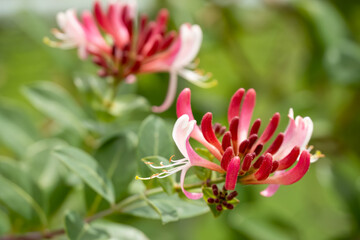 close-up of beautiful goldflame honeysuckle flower (Lonicera × heckrottii) in summer bloom