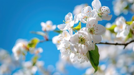 Blossom-filled orchard under a bright blue sky