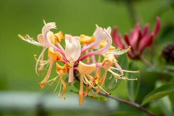 close-up of beautiful goldflame honeysuckle flower (Lonicera × heckrottii) in summer bloom