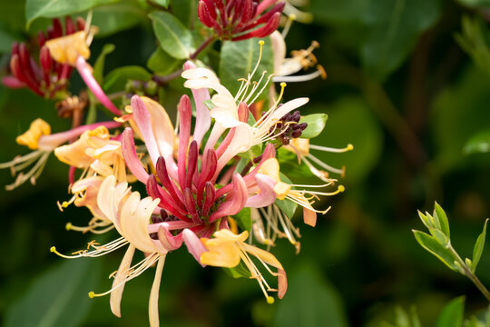 close-up of beautiful goldflame honeysuckle flower (Lonicera &times; heckrottii) in summer bloom