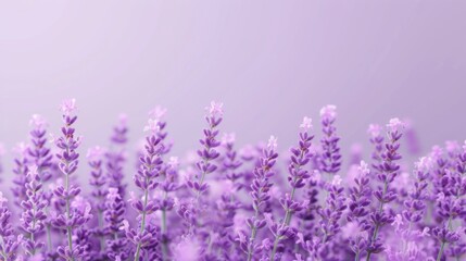 Fototapeta premium Serene Lavender Blooms - Tranquil Floral Background in Soft Purple Hues for Relaxation and Zen Vibes
