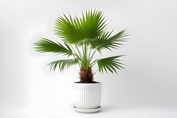 Obraz premium Mexican fan palm plant in pot plain background, AI Generated