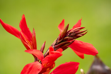 close-up of Canna indica ‘Russian Red’ Indian Shot
