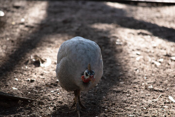 The Helmeted Guinea fowl is gray-black speckled with white.