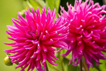 Fototapeta premium beautiful close-up of a Dahlia Purple Gem star flower in summer bloom