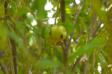 Pomegranate tree in a garden. green pomegranate on a tree. Unripe pomegranate in the garden. Useful fruits. Wild pomegranate on a branch with green leaves.
