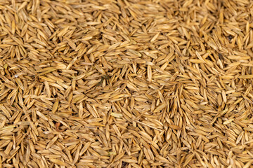 mixed seeds of perennial and annual grass for lawn