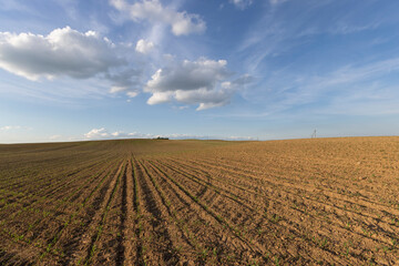 a field with a corn harvest in the evening