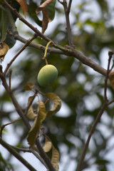 Unripe Green mangoes hanging on Branch. Fresh green mango on tree. Pakistani Mango. Bunch of Mango's. raw mango hanging on tree with leaf background in summer fruit, Chakwal, Punjab, Pakistan