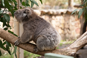 Obraz premium the Koala has a large round head, big furry ears and big black nose. Their fur is usually grey-brown in color with white fur on the chest, inner arms, ears and bottom.
