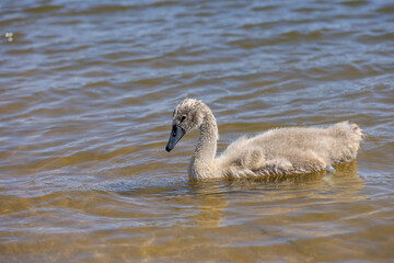 young swans in gray down swim on the lake