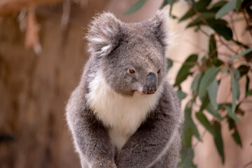 the Koala has a large round head, big furry ears and big black nose. Their fur is usually grey-brown in color with white fur on the chest, inner arms, ears and bottom.