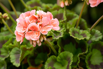 Obraz premium close-up of blooming pink red Pelargonium Geranium cranesbill with fancy leaves