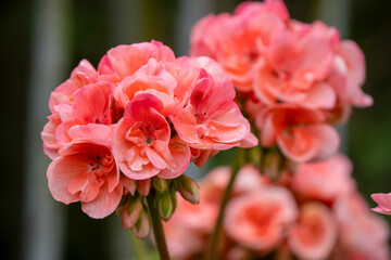 close-up of blooming pink red Pelargonium Geranium cranesbill with fancy leaves
