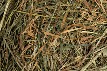 Dehydrated Dried Grass for hay production in agriculture