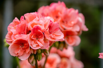 close-up of blooming pink red Pelargonium Geranium cranesbill with fancy leaves