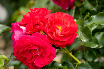 Fototapeta premium close-up of a beautiful blooming red garden roses, Rosa rubiginosa