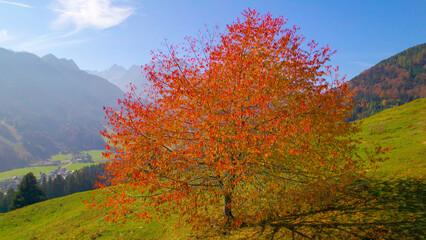 Obraz premium AERIAL: Lush tree with vibrant red colored autumn leaves above alpine valley